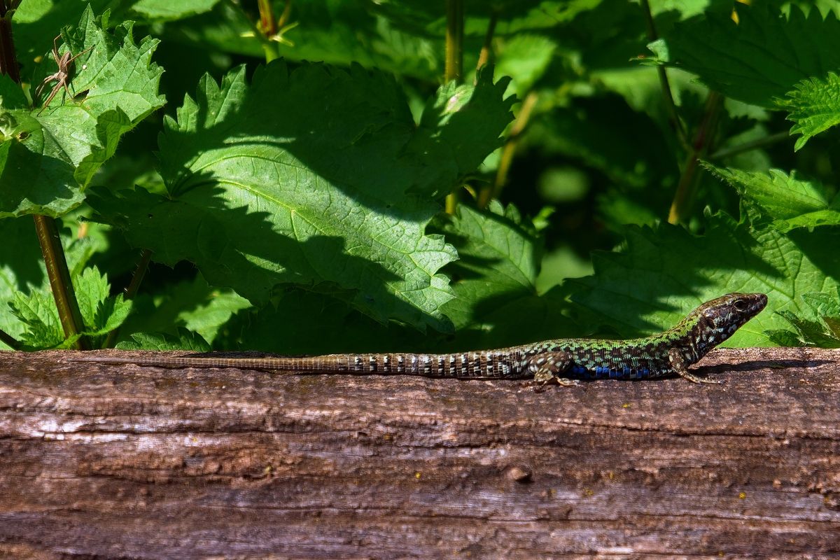 Aufgenommen in Oasi La Rizza, eine Echte Eidechse (Lacertidae)