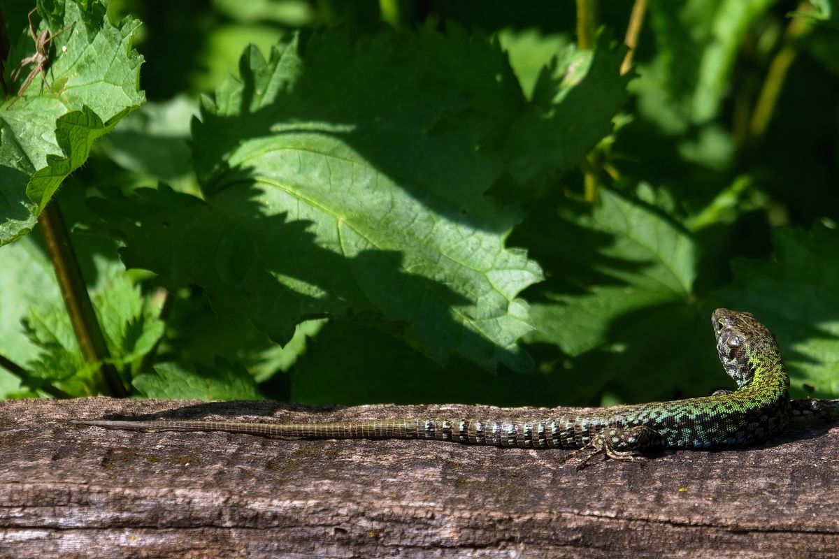 Aufgenommen in Oasi La Rizza, eine Echte Eidechse (Lacertidae)