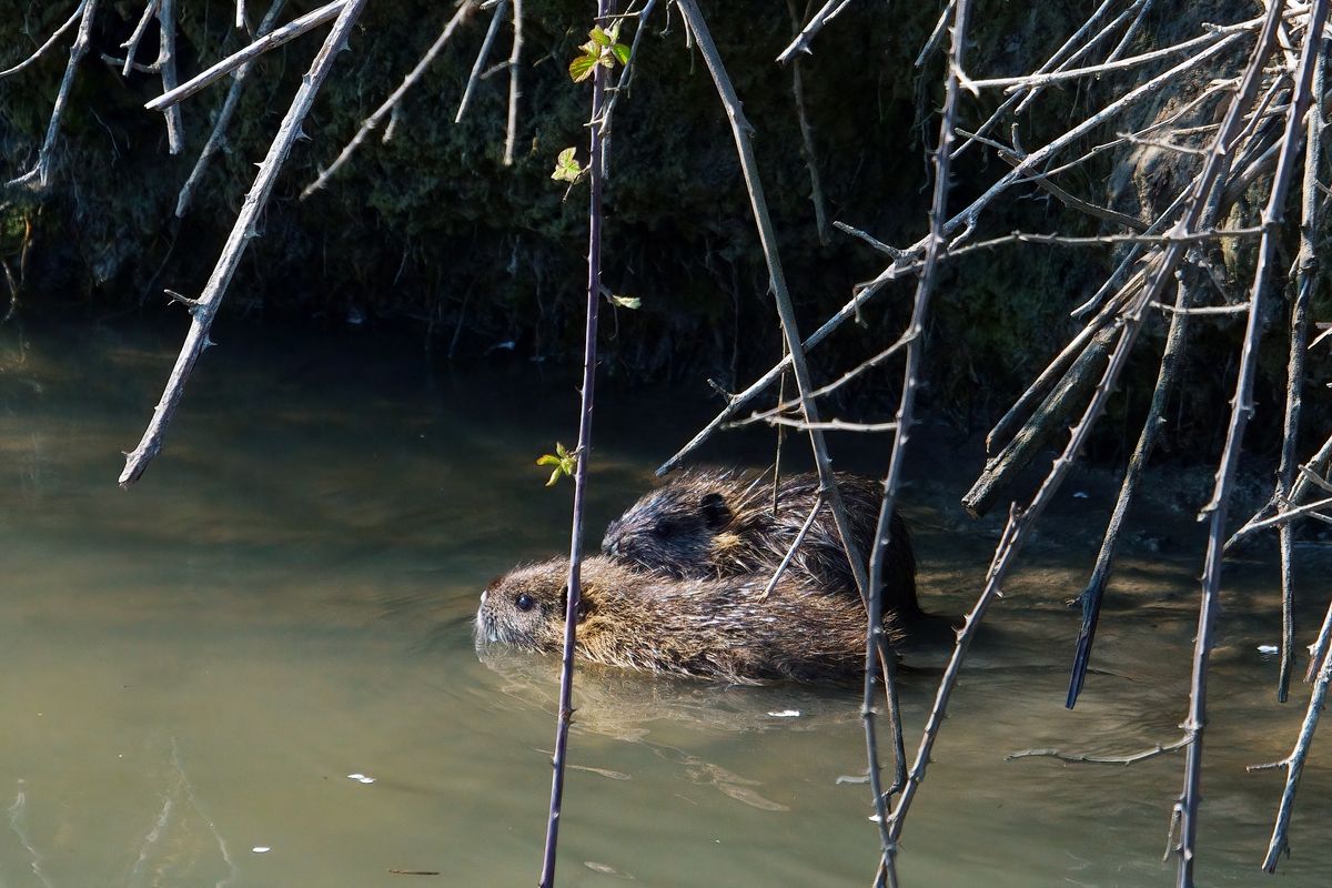 Zwei Nutria Jungtiere in Canale Navile, der Gemeinde Bentivoglio in Oasi La Rizza