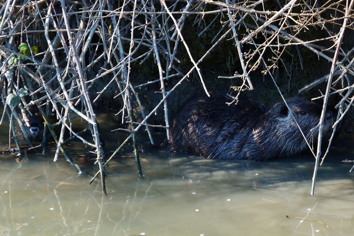 Eine Nutria mit Jungtier in Canale Navile, der Gemeinde Bentivoglio in Oasi La Rizza