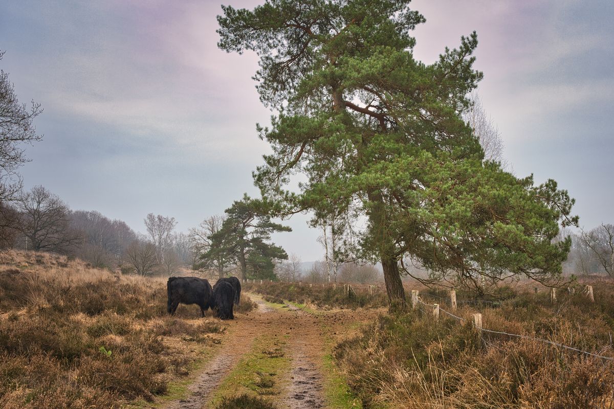 Rinder im Naturpark