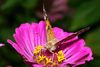 Ein Distelfalter (Vanessa cardui) in heimischen Garten