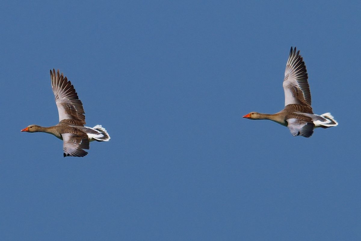 Ein Paar Graugänse im Flug, Aufgenommen in Oasi La Rizza