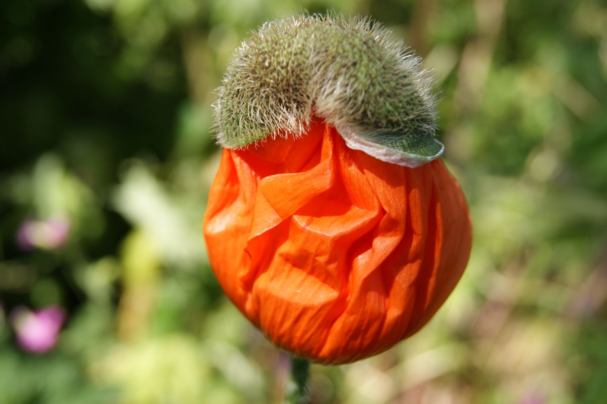 Poppy trying to burst into life !