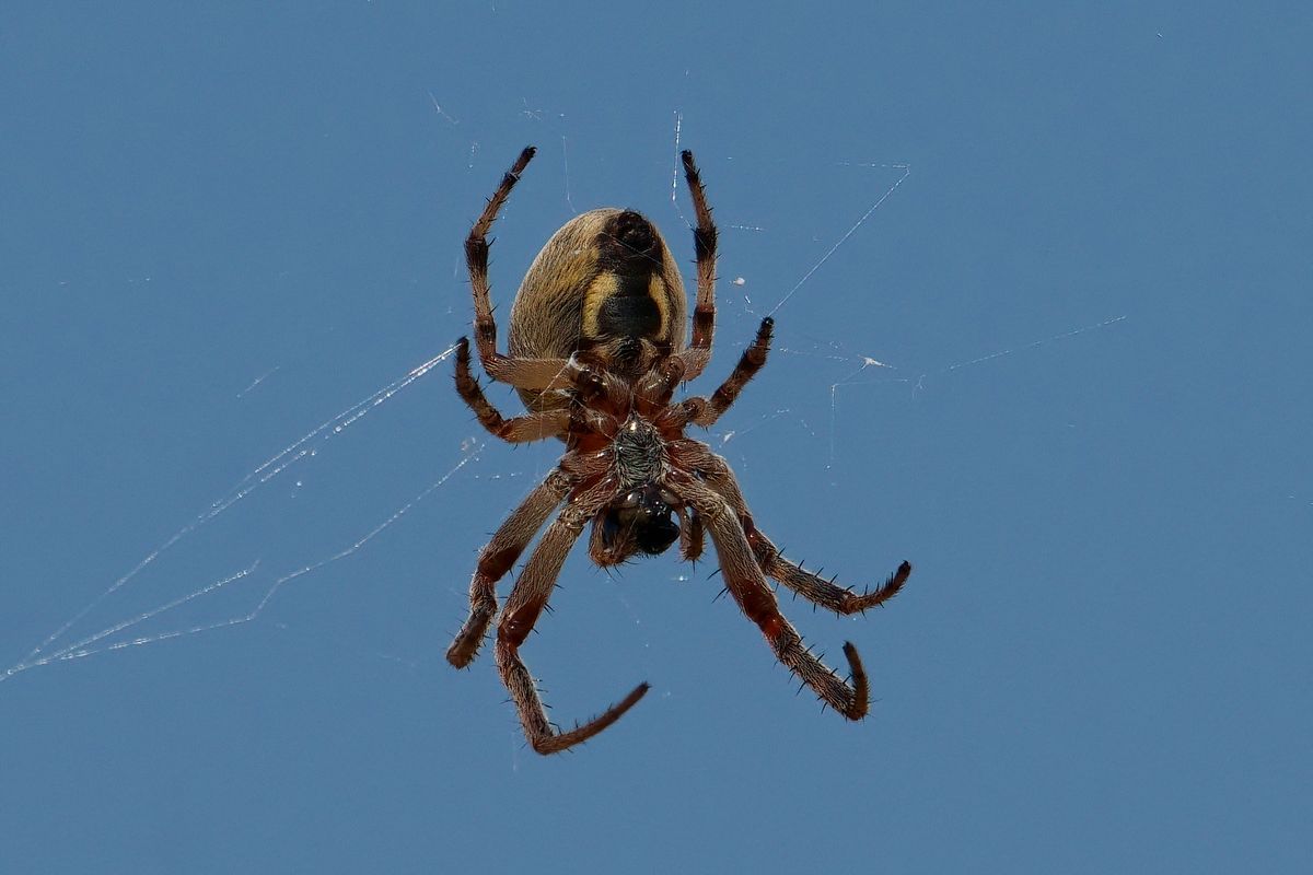 Eine Spinne, aufgenommen in Oasi La Rizza in der Gemeinde Bentivoglio das in der Region Emilia-Romagna liegt.