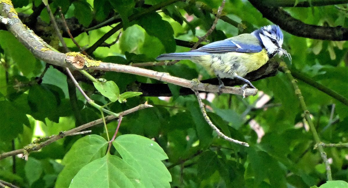 Ausschnitt von Bild Blaumeiserder Kleine hat eine Spinne im Schnabel (2).jpg