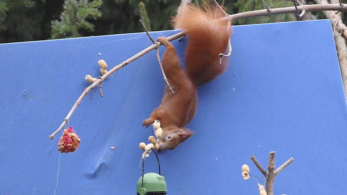 Bei mir zu Hause auf der Terrasse aufgenommen.JPG