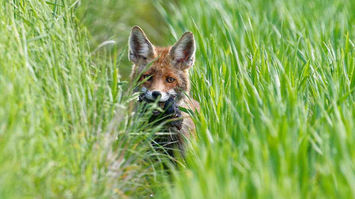 Fähe (weibl. Fuchs) mit Beute