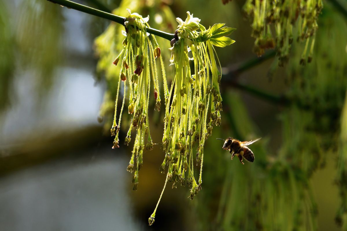 Die Blühte des Eschen-Ahorn mit Honigbiene, aufgenommen in Oasi La Rizza in der Gemeinde Bentivoglio das in der Region Emilia-Romagna liegt.