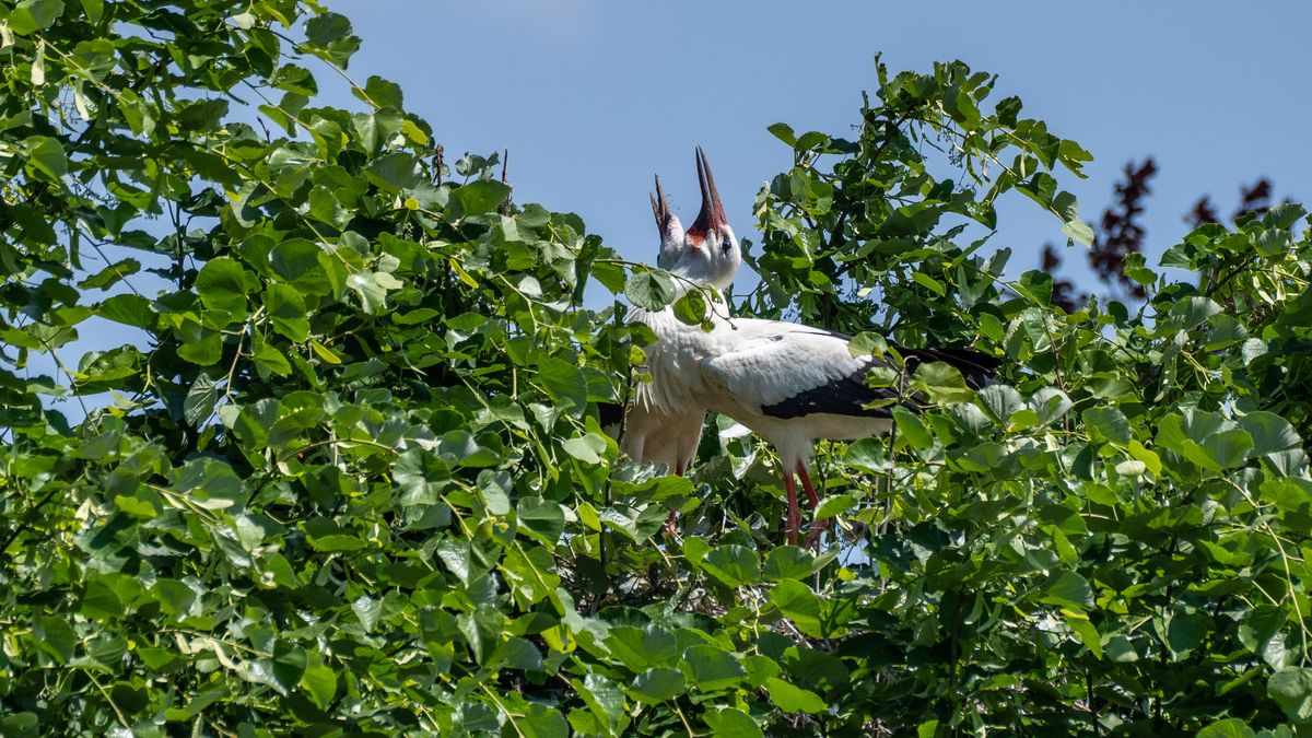 Weißstorch Paar begrüßt sich im Nest