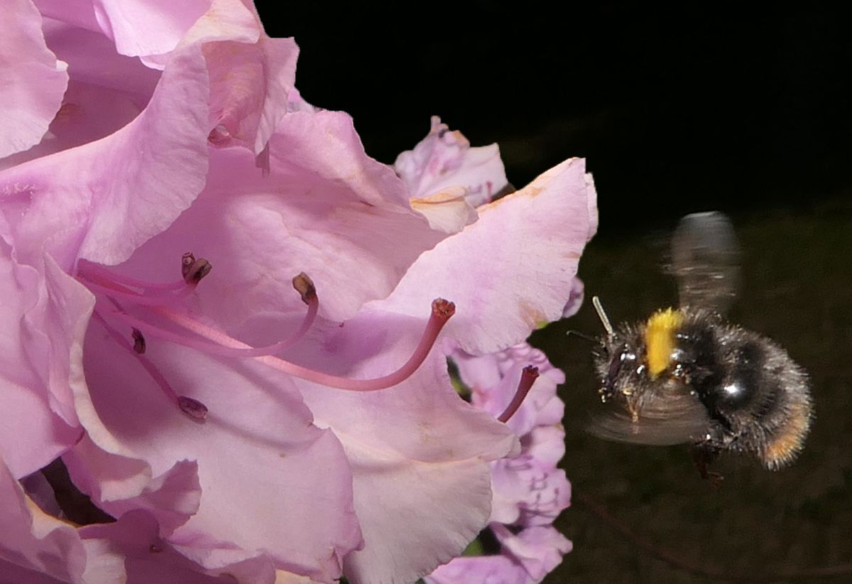 Hummel-im-Anflug-Ausschnitt.jpg