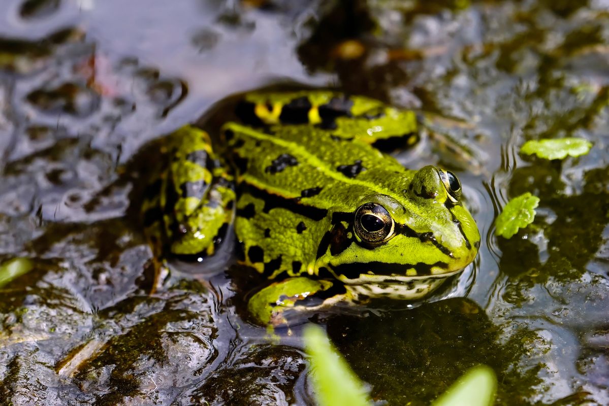 Der Wissenschaftlicher Name des Teichfrosch: Pelophylax esculentus oder Rana esculenta. Dieser Teichfrosch, wurde 2021 in den sehenswerten Naturdenkmal "Huilmanns Mörken" in Schapen aufgenommen