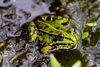 Der Wissenschaftlicher Name des Teichfrosch: Pelophylax esculentus oder Rana esculenta. Dieser Teichfrosch, wurde 2021 in den sehenswerten Naturdenkmal "Huilmanns Mörken" in Schapen aufgenommen