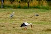 Ein Weißstorch, auch als Klapperstorch bezeichnet, in Kalender Jahr 2021 auf eine gemähten Wiese in meine Gemeinde. In Hintergrund sind zwei Fischreiher zuerkennen. Leider leidet die Aufnahme unter furchtbares Hitzeflimmern.