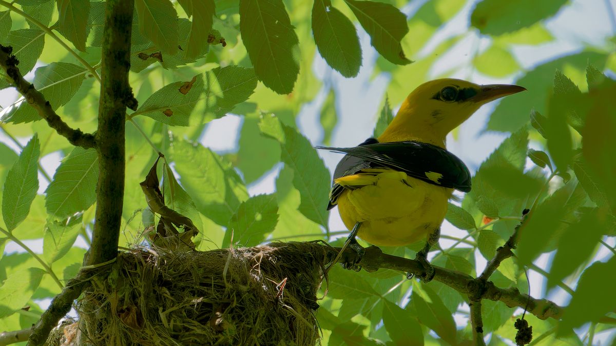 Pirol - Männchen am Nest