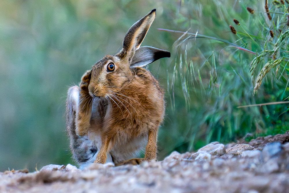 Hare Scratching