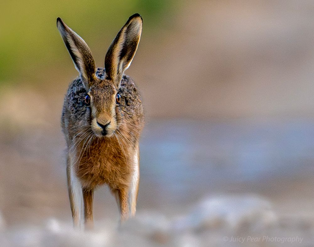 Approaching Hare