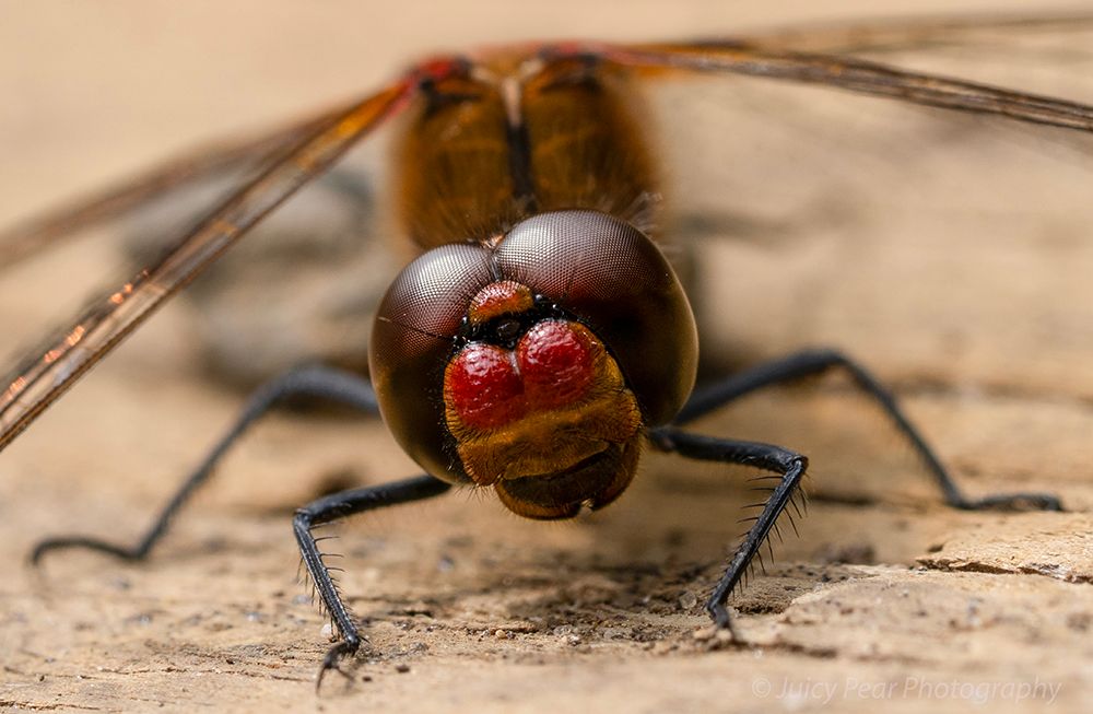 Ruddy Darter : Head On.