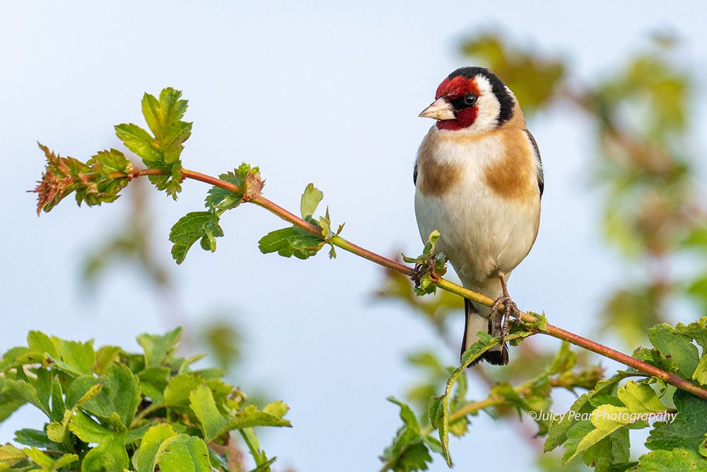 Goldfinch