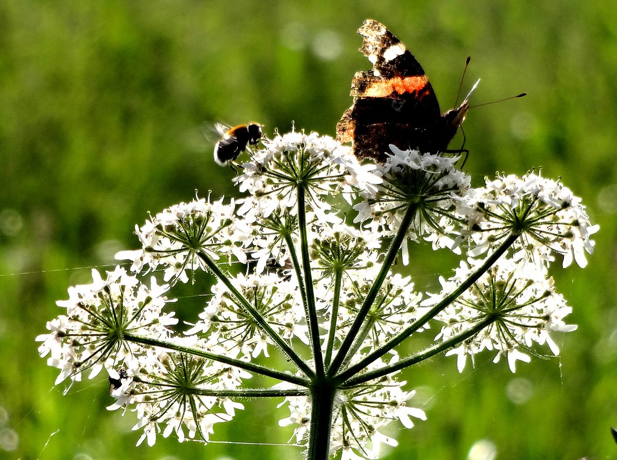 Platz, Nahrung und friedliches Miteinander.