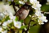 Ein Haussperling aufgenommen in einen blühenden Birnenbaum