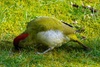 Ein Grünspecht (Picus viridis) bei der Arbeit, in heimischen Garten.