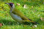 Ein Grünspecht (Picus viridis), in heimischen Garten.