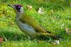 Ein Grünspecht (Picus viridis), in heimischen Garten.