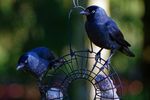 Ein paar Dohlen (Corvus monedula) versuchen sich an einen Futterring