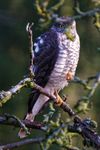 Der Sperber (Accipiter nisus) zählt zu den heimischen Greifvögeln und ist trotz seiner Größe ein extrem agiler Jäger.