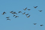 Eine Graugans fliegt in einen Schwarm Kanadagänse mit! Der Wissenschaftlicher Name der Kanadagans lautet: Branta canadensis