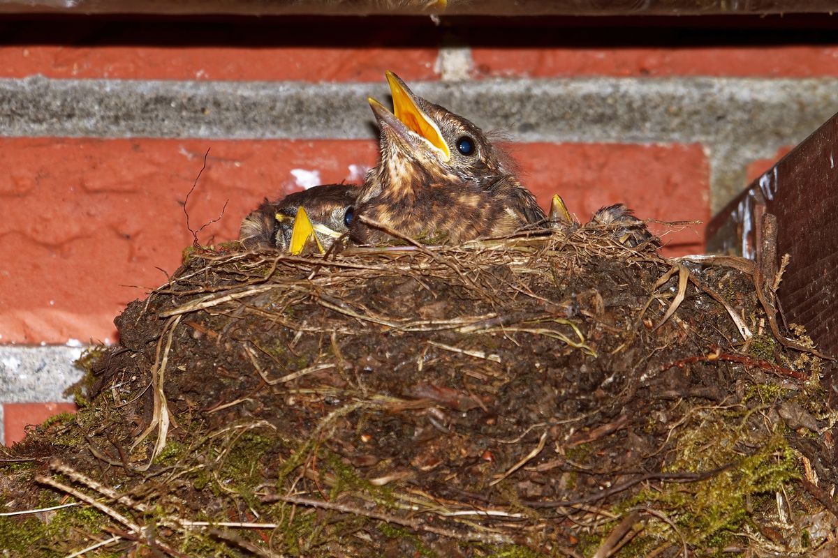 Amsel Küken in ihren Nest, warten auf Futter