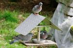 Die Tauben (Columbidae), über Kulturgrenzen hinweg gelten Tauben auch als Symbol für Liebe und Frieden. In Bild : Zwei Ringeltauben im Futterhaus und eine Hohltaube auf dem Dach.