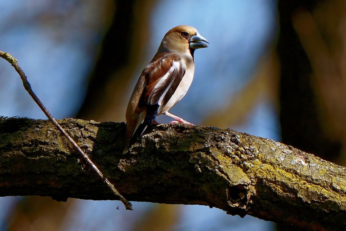 Ein Kernbeißer (Coccothraustes coccothraustes) in heimischen Garten