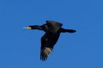 Der Kormoran wurde von NABU und LBV zum Vogel des Jahres 2010 in Deutschland gewählt.