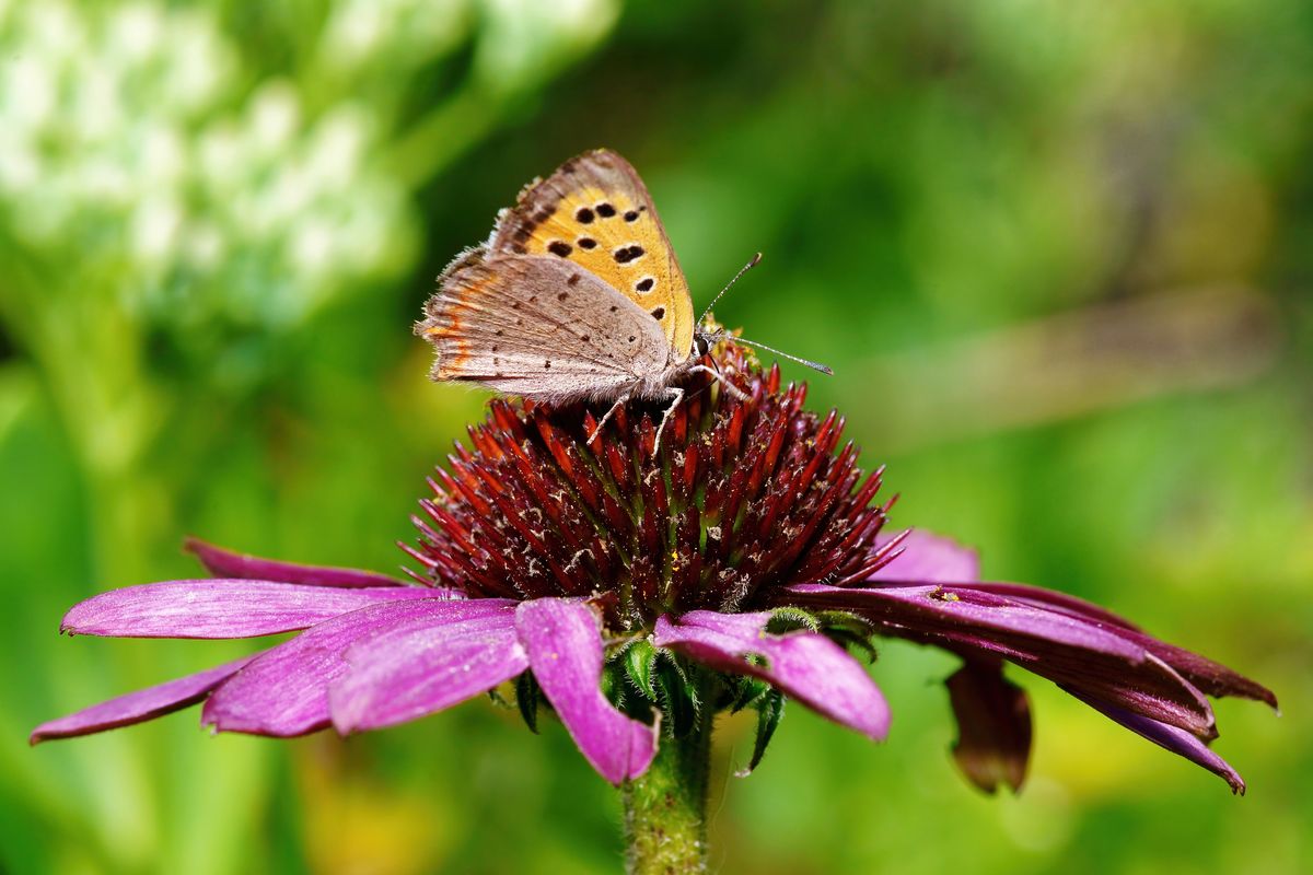 Ein Kleiner Feuerfalter (Lycaena phlaeas) auf einen Purpur-Sonnenhut in heimischen Garten