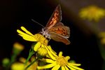 Ein Kleiner Feuerfalter (Lycaena phlaeas) auf dem Blütenkorb des Sonnenauge in heimischen Garten