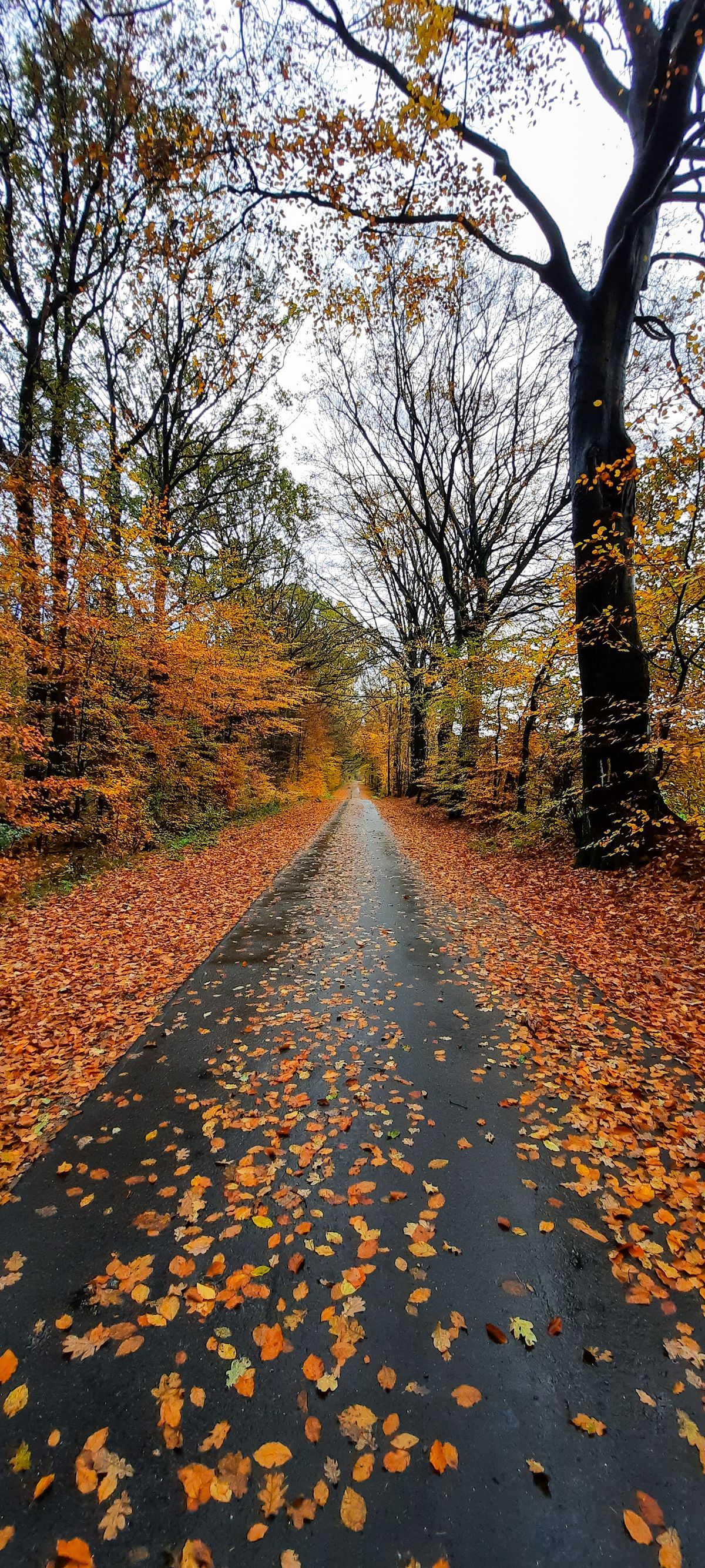 Herbstfarbenzauber