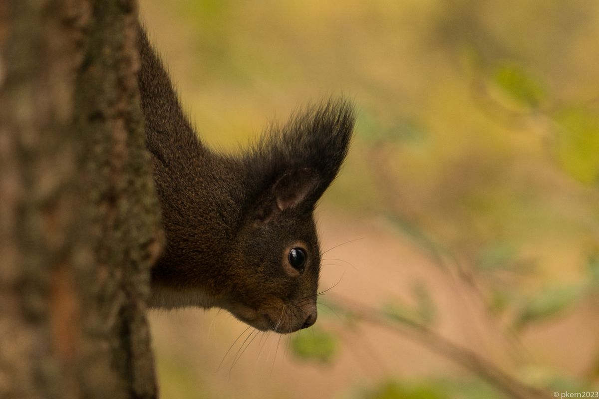 Eichhörnchen-1.jpg