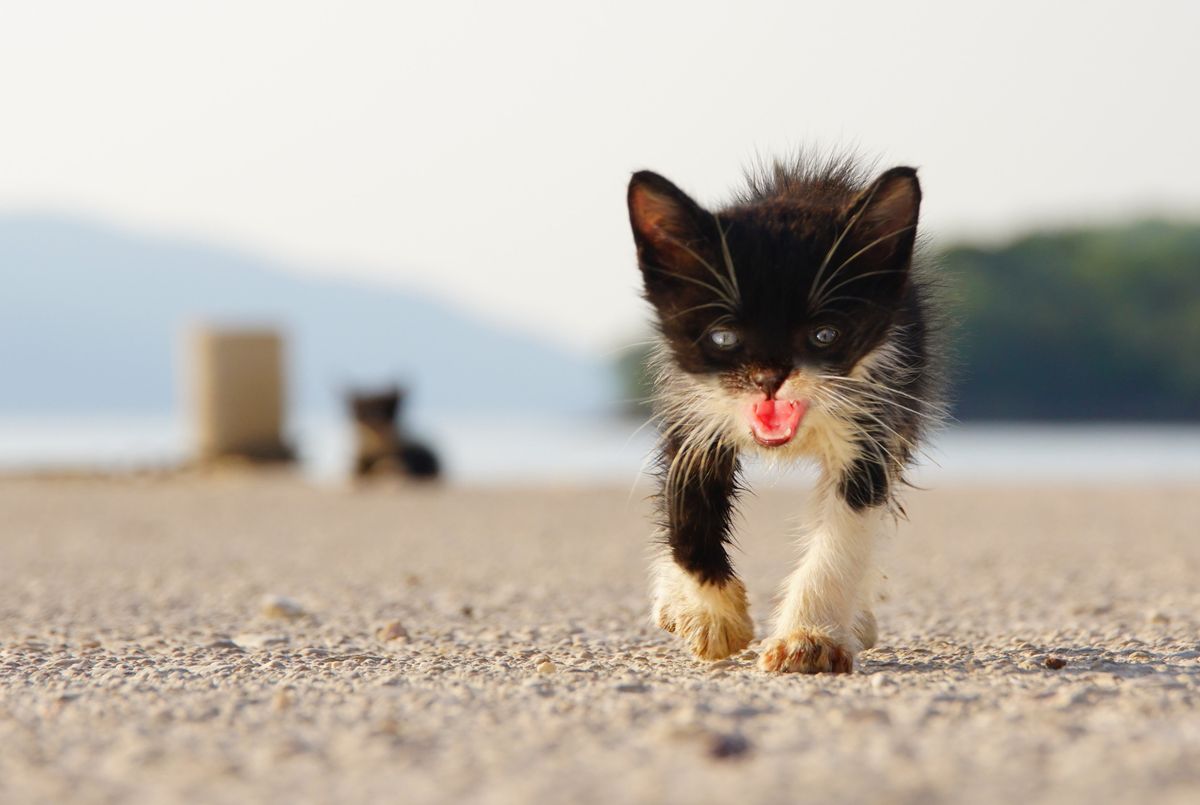 streuende wildkatzen, denke dass die auf dem rechtem auge sogar blind ist....kam sehr zielstrebig auf mich zu