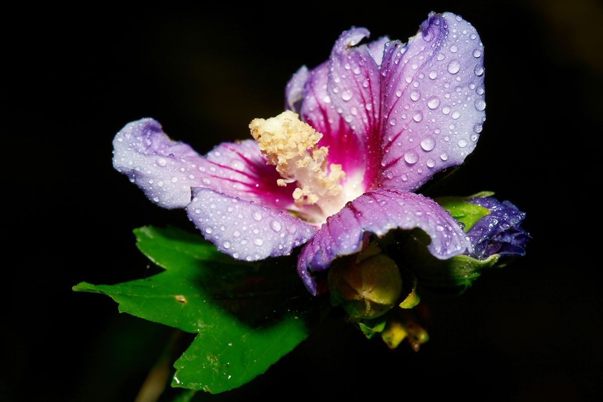 Die Blüte des Hibiskus in heimischen Garten aufgenommen