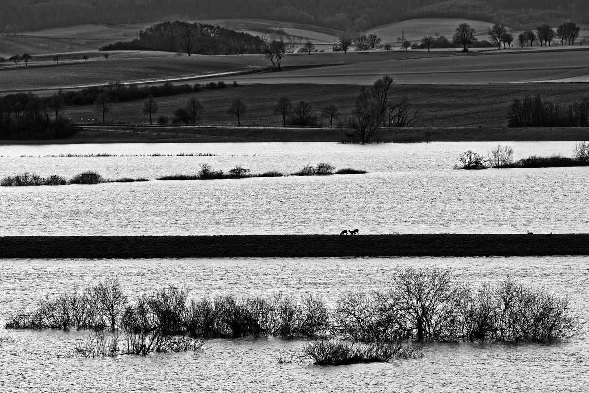 Blick von Osten auf die Leinepolder bei Salzderhelden