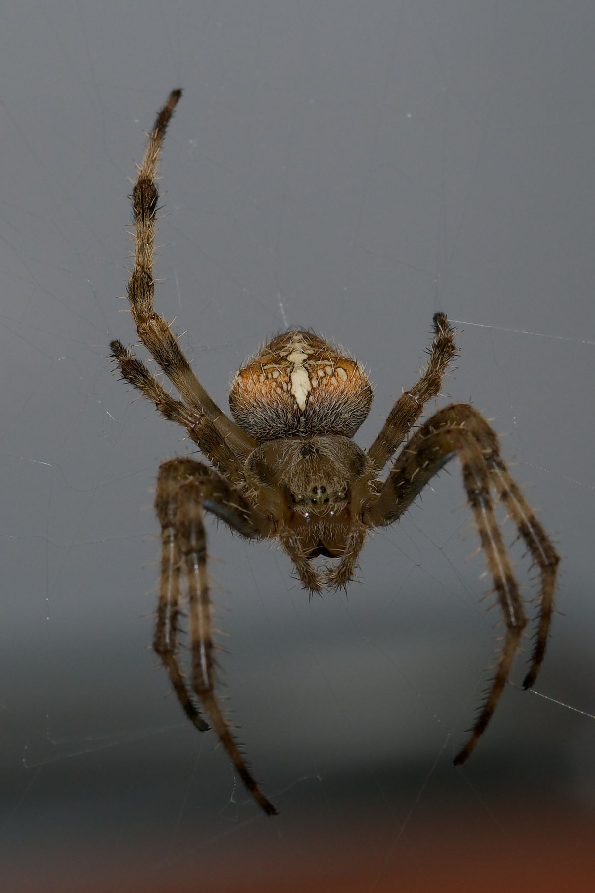 Eine Kreuzspinne im Garten
Macro 100mm