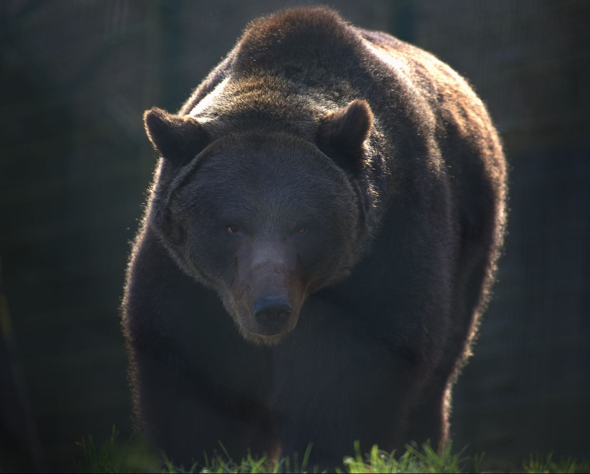 Der Bär ist los!