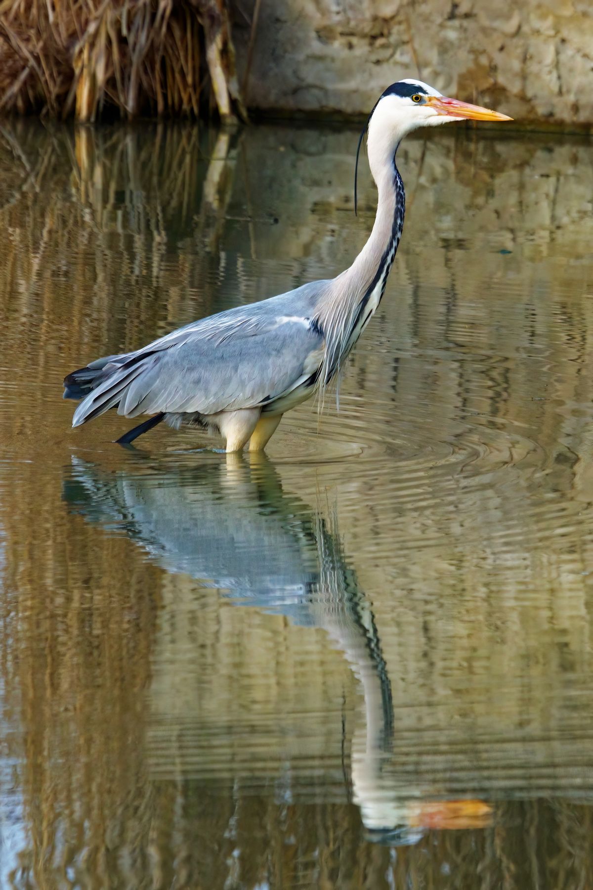 Der Graureiher (Ardea cinerea), auch Fischreiher genannt, aufgenommen in Il Sito di Manzolino