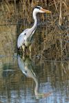 Der Graureiher (Ardea cinerea), auch Fischreiher genannt, aufgenommen in Il Sito di Manzolino