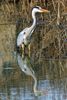 Der Graureiher (Ardea cinerea), auch Fischreiher genannt, aufgenommen in Il Sito di Manzolino