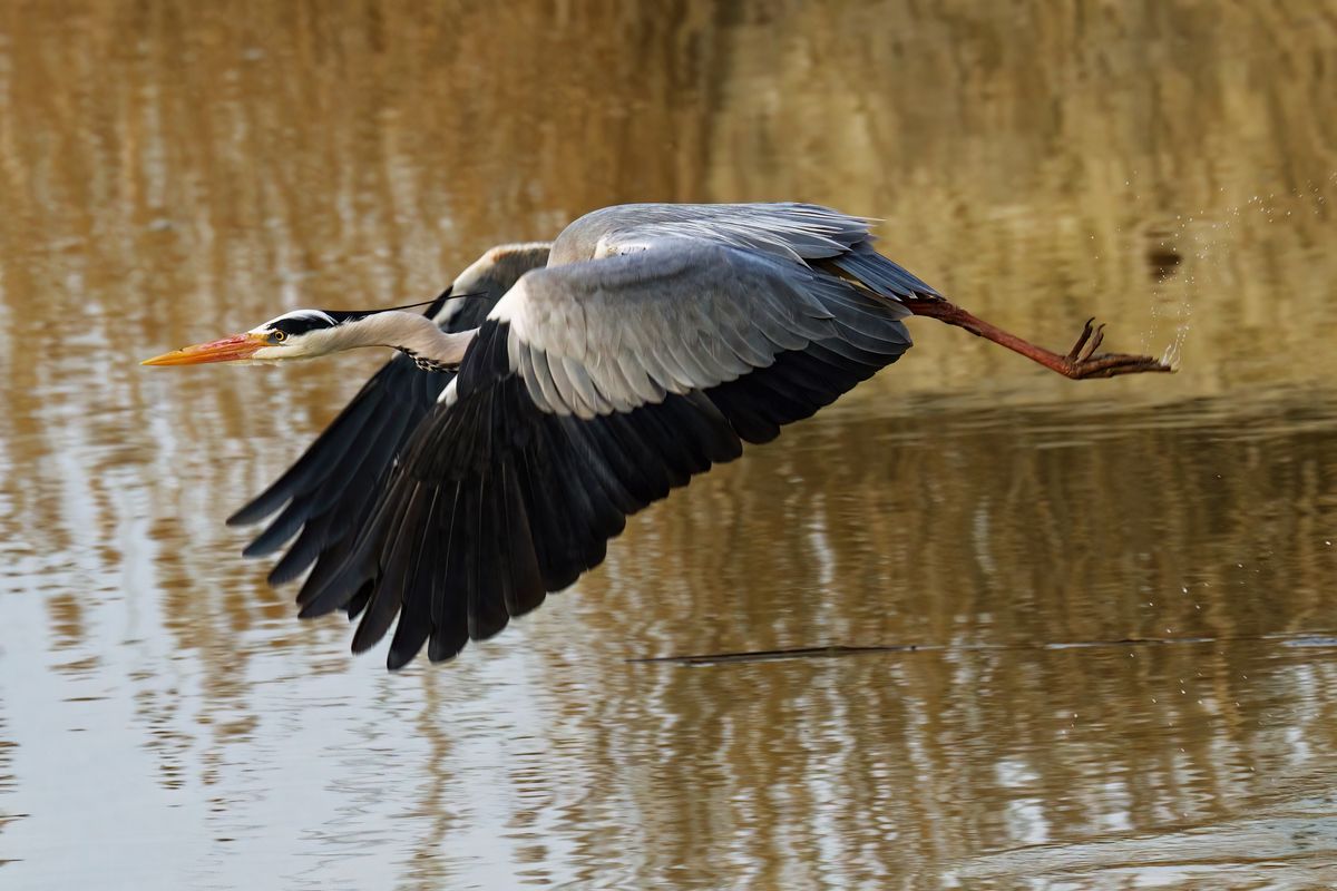 Der Graureiher (Ardea cinerea), auch Fischreiher genannt, aufgenommen in Il Sito di Manzolino