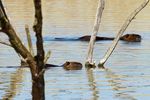 Zwei Nutria schwimmen auf einen See, aufgenommen in Il Sito di Manzolino