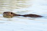 Ein Nutria auf  "Schleichfahrt", aufgenommen in Il Sito di Manzolino